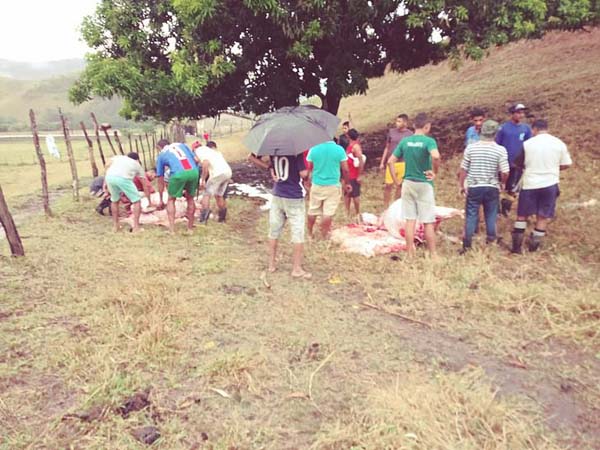 Durante chuva forte, raio mata três bois em sítio de Santana do Mundaú