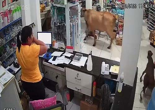 Vaca e bezerro saem em disparada por rua, invadem loja em União dos Palmares