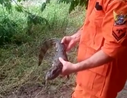 Jacaré é encontrado em quintal de residência em Branquinha 