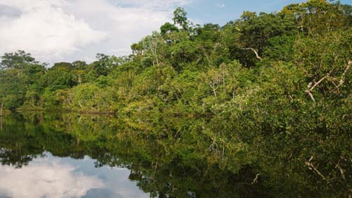 Savanização das florestas tropicais impactará mais de 200 espécies de animais