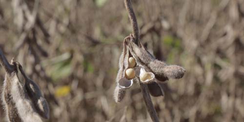 O agro-suicídio: desmatamento da Amazônia já afeta produtores de soja