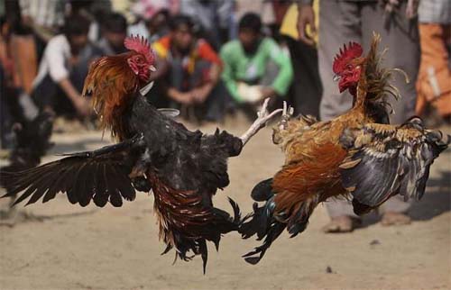 Polícia Civil investiga tentativa de duplo homicídio em rinha de galos no interior de Alagoas