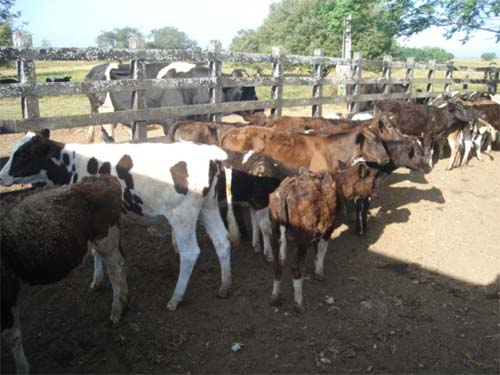 Início da Campanha de Imunização contra Brucelose em Alagoas com Prazo de Até 30 de Junho
