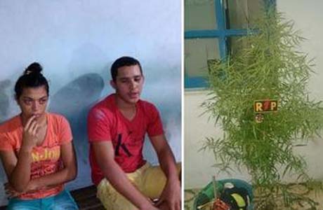 Dois jovens furtam objetos e pé de maconha cultivado em residência em Arapiraca