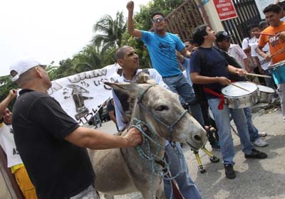 Lista reúne Senhor Burro e outros animais candidatos