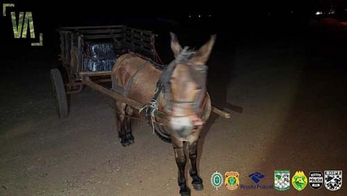 PR: Polícia Federal apreende burro com 300 kg de maconha