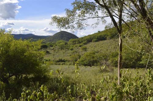 Dia da Caatinga: Alerta do IMA para a Importância da Preservação do Bioma Alagoano