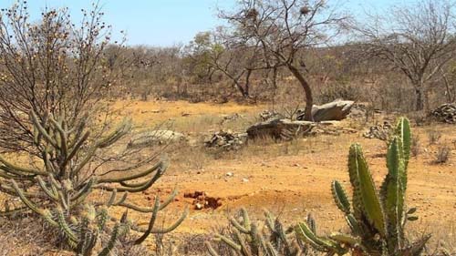 Caatinga perde 11% de vegetação nativa em 35 anos