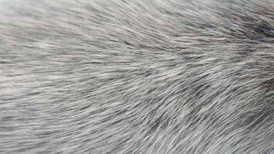 Cientistas encontram outra possível explicação para o embranquecimento dos cabelos