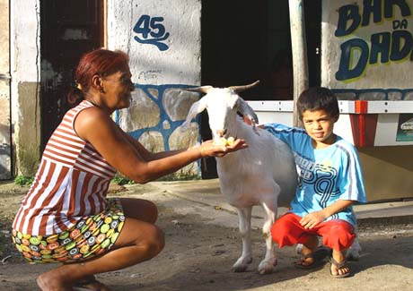 Família recusa terreno, R$ 5 mil e carro oferecidos por cabra domesticada