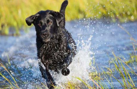 Cachorros sabem quando alguém é desonesto, aponta pesquisa
