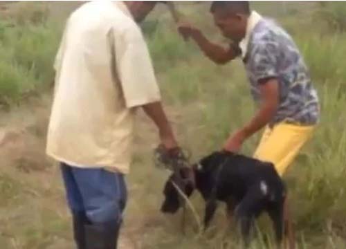 Acusado de matar cachorro brutalmente a pauladas em Porto Calvo é preso