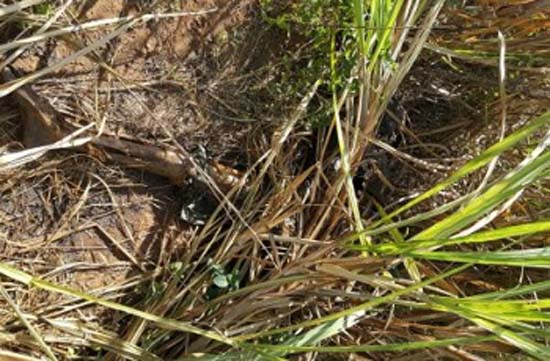 Cadáver com perfurações no crânio é encontrado no interior de Alagoas