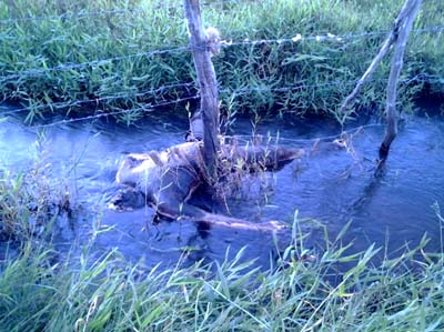 Pescadores encontram corpo em decomposição em riacho de Penedo 