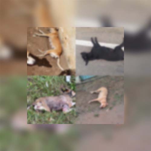 10 cachorros de rua são achados mortos; suspeita é de envenenamento