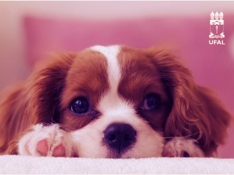 Médica veterinária adverte: cães e gatos devem ser evitados como presente