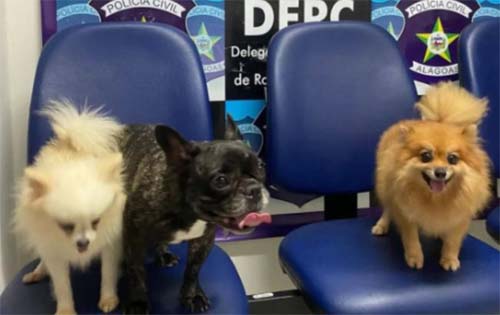 Suspeito de roubar três cães de raça em Maceió se entrega à polícia