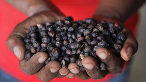 Brasil prevê produção histórica de café e elevação das exportações