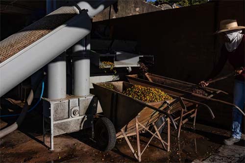 Negociações paralisadas: torrefadores dos EUA evitam café do Brasil após tarifas