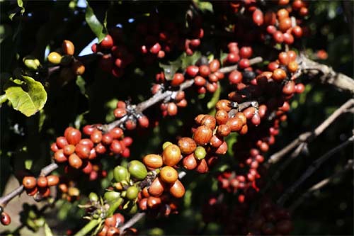 Países árabes desejam agro do Brasil em alternativa ao tarifaço dos EUA
