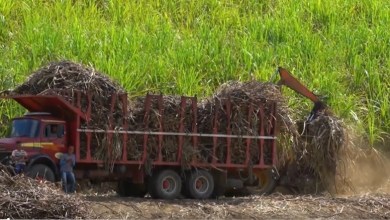 E EM ALAGOAS? Produtores de cana arrendam usinas em Pernambuco e retomam a indústria sucroenergética do estado
