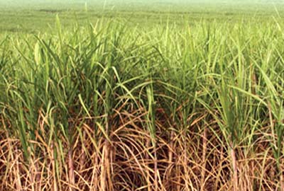 Perdas na safra da cana de açucar em alagoas podem passar dos 300 milhões