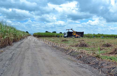 Produção de cana em Alagoas volta a crescer após anos de prejuízos