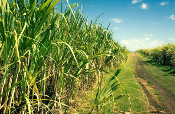 Fornecedores de cana alertam para perdas no canavial