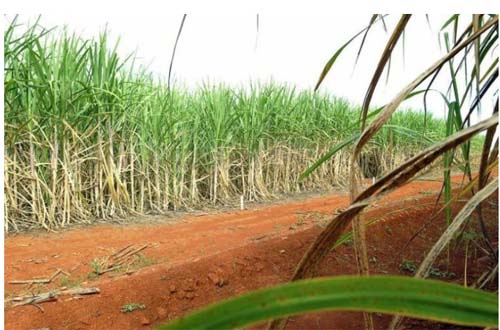 Governo Federal cria financiamento para ajudar setor sucroalcooleiro durante pandemia