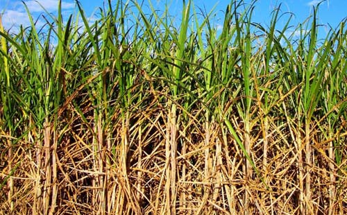 Usina Leão finaliza moagem com crescimento de safra