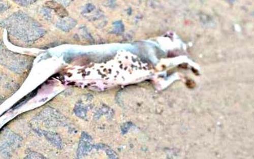 Seis cães são mortos por envenenamento em Pão de Açucar