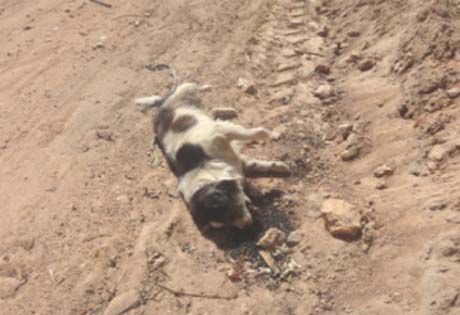 Polícia investiga morte misteriosa de mais de 60 animais em Pariconha