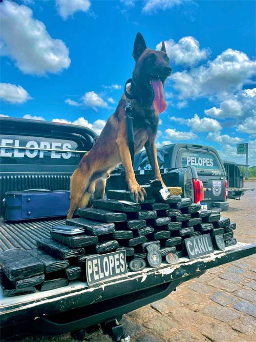 Com ajuda de cão farejador, PM apreende 40kg de maconha com passageira de ônibus interestadual