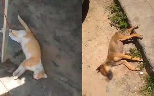 Moradores suspeitam que cão e gato mortos foram envenenados