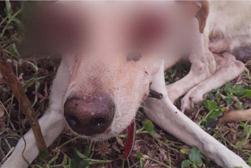 Crueldade: cão tem olhos arrancados em Major Izidoro; OAB-AL é acionada