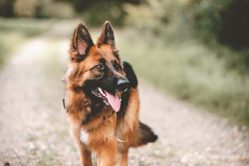 Pastor alemão é o primeiro diagnóstico oficial de cachorro com coronavírus nos EUA