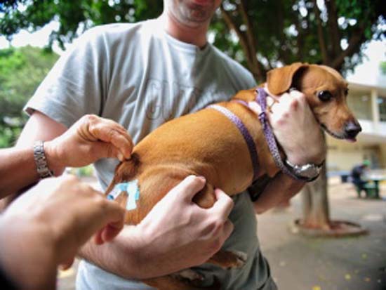 Campanha de vacinação contra raiva animal começa segunda-feira