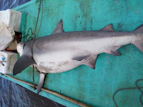 Pescadores capturam tubarão em mar na Barra Nova, em Marechal Deodoro