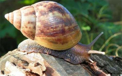 Proliferação de caracol africano no período chuvoso é alvo de alerta da SMS