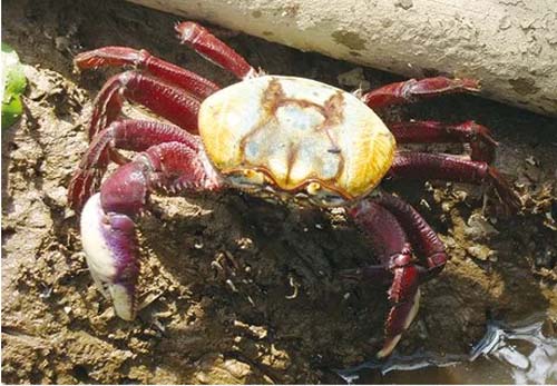 Captura do caranguejo-uçá é proibida em Alagoas e mais nove estados