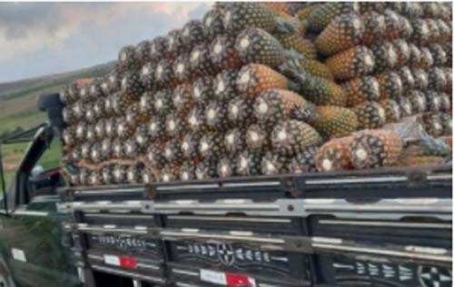 Ladrões roubam caminhão carregado de abacaxi na AL-220; motorista saiu do Poção