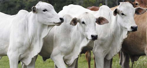 Preço da carne bovina deve depender da oferta em 2024