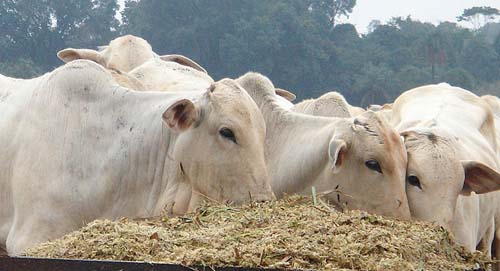 Brasil abre mercado para carne bovina e derivados da Rússia