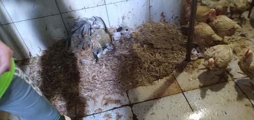 Fiscalização apreende 400 kg de carnes estragadas e interdita avícola no Jacintinho