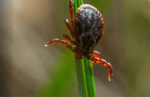EUA: Homem morre ao contrair vírus raro depois de ser picado por carrapato
