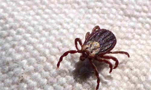 Leme confirma duas mortes adicionais por febre maculosa neste mês