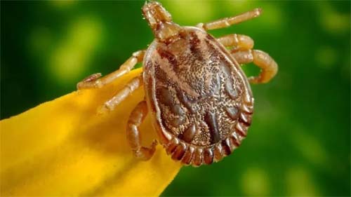 Febre maculosa: São Paulo registra oito mortes em 2023