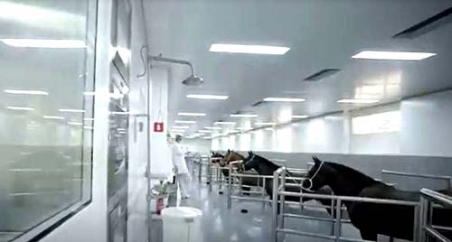 Soro anti-Covid: entenda como anticorpos de cavalos podem ajudar em novo tratamento contra o coronavírus