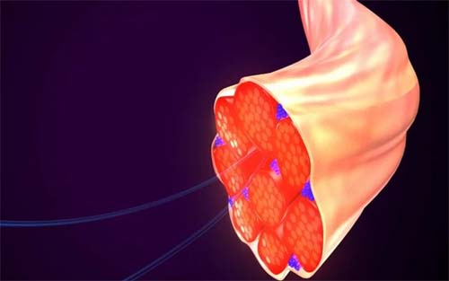 Células, tecidos e órgãos: aprenda sobre a função de cada um deles