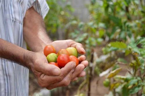 Secretaria de Agricultura prorroga Censo Rural Alagoas até o dia 27/03